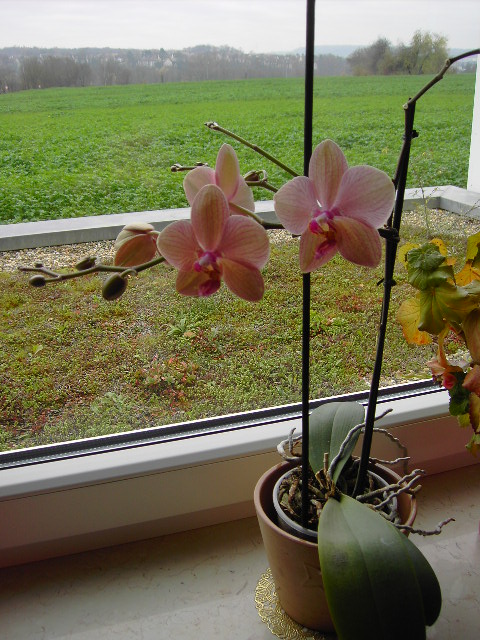 081115_Orchidee_vom_Dez2007