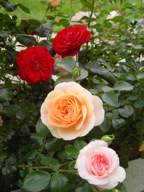 Tatjana_und_Saengerhaeuser