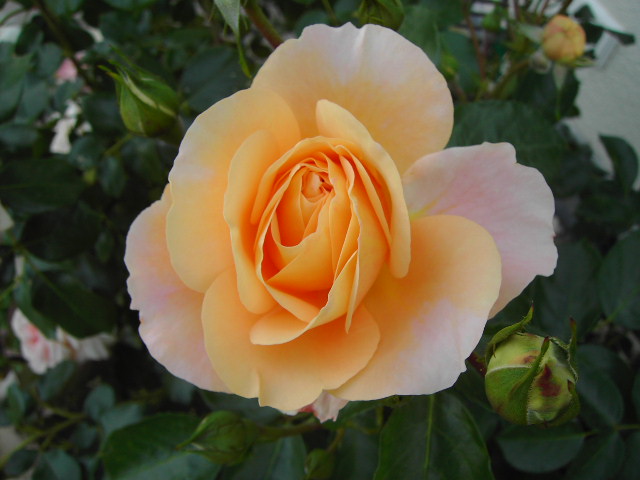 Saengerhaeuser_Jubilaeungsrose