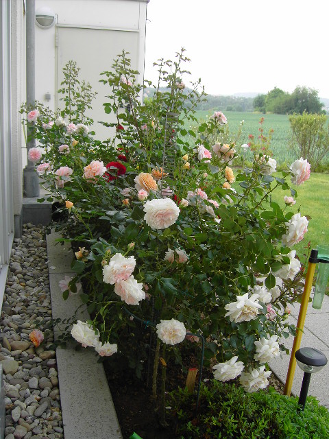 Bremer_Stadtmusikanten