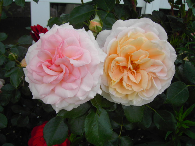 Saengerhaeuser_Jubilaeungsrosen