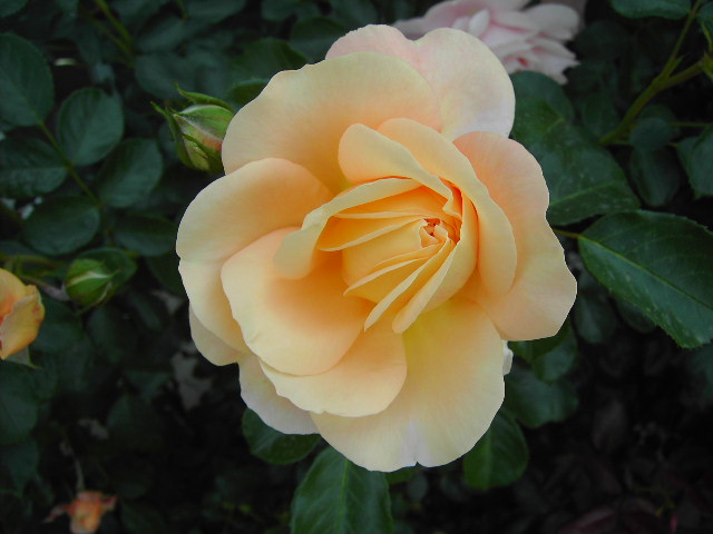 Saengerhaeuser_Jubilaeungsrose